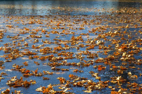 氷の上の乾燥葉。秋の風景. — ストック写真