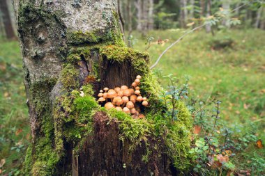 Bir ağaç kütüğü mantar mantar.