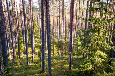 Yaz aylarında güneşli bir günde bir çam ormanda.