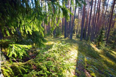 Ormanda güneş tarafından köknar ağacı dalları yaktı.