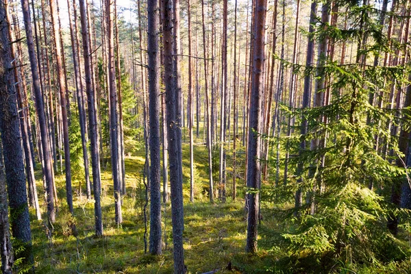 Yaz aylarında güneşli bir günde bir çam ormanda.