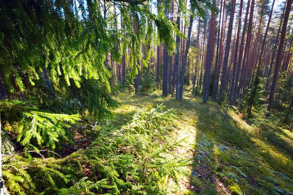 Ormanda güneş tarafından köknar ağacı dalları yaktı.