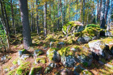 Kayalar sonbaharda ormanda.