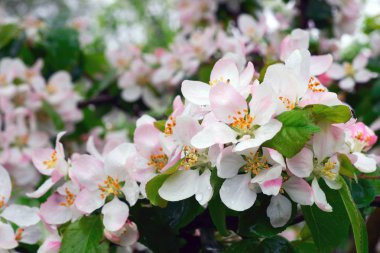 Yağmur damlaları ile elma çiçeği.