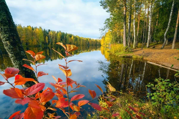 Červené a žluté listí na stromech u jezera. Podzimní krajina . — Stock fotografie