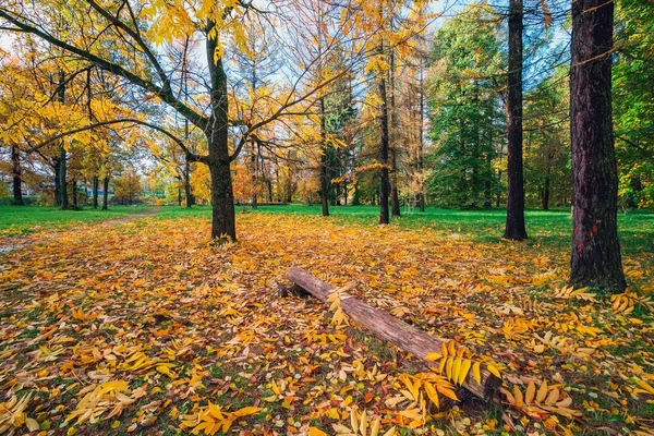 Пепел с опавшими жёлтыми листьями на земле — стоковое фото