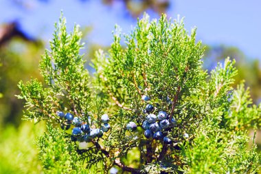 Ardıç meyveleri dalı.