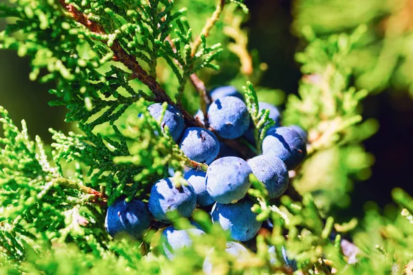 Enbär på grenen. — Stockfoto