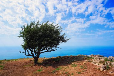 Denizin kenarında dağda yalnız ağaç