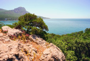 Ardıç ağacı denizin üzerinde asılı. Kırım Laspi Körfezi