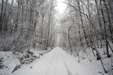 Ormanda kış yolu.