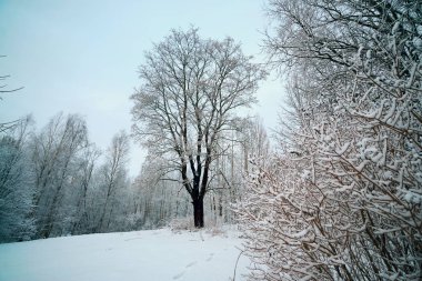 Soğuk bir günde kış orman.
