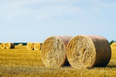 Yuvarlak saman balya sahada. Yaz manzara.