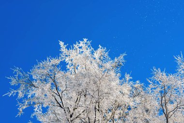 Frost'un görünümü aşağıdan yukarıya ağaçların dalları üzerinde.