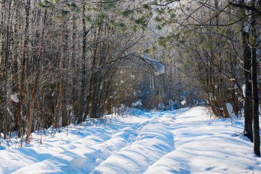 Kar kış ormandaki ağaçların arasında bir yol.