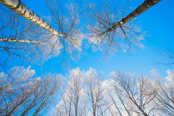 Zimní příroda pozadí - strom větví v ledu na pozadí modré oblohy. — Stock fotografie