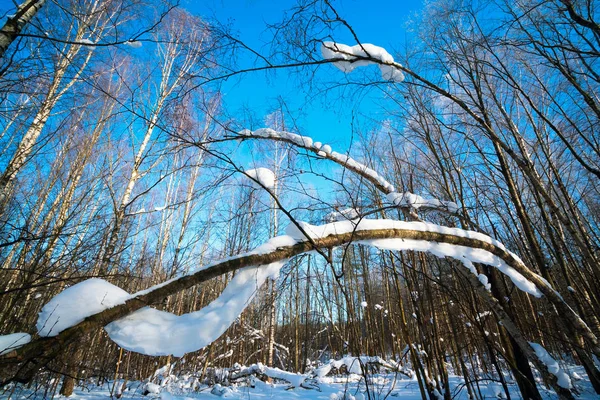 Tree branches covered with a thick layer of snow in Sunny weather in the winter forest. — Stock Photo, Image