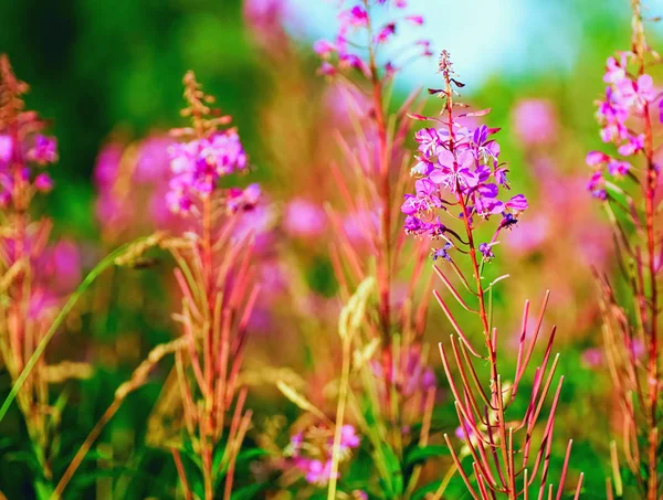 Fiori selvatici rosa brillante. Paesaggio estivo . — Foto Stock