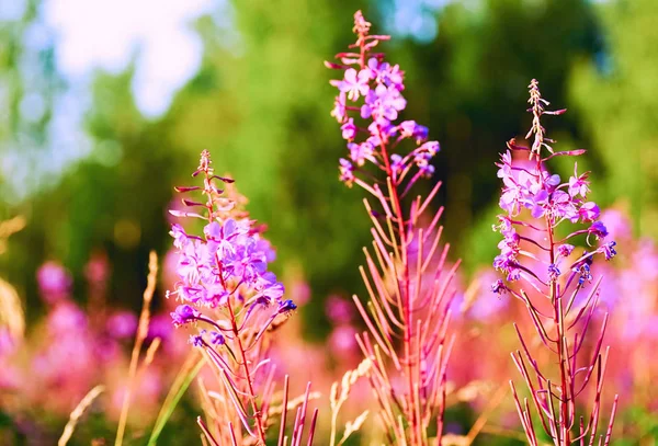 Fiori selvatici rosa brillante. Paesaggio estivo . — Foto Stock