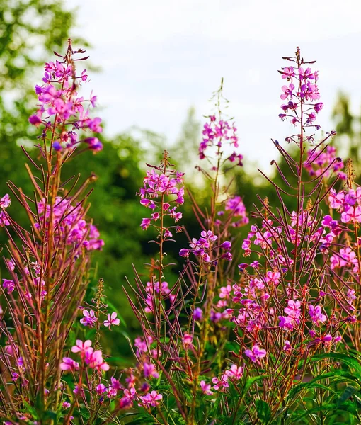 Fiori di campo rosa brillante su uno sfondo verde . — Foto Stock