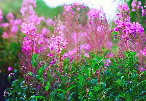 Kontur ışıkta pembe çiçekler. Yaz manzara. — Stok fotoğraf