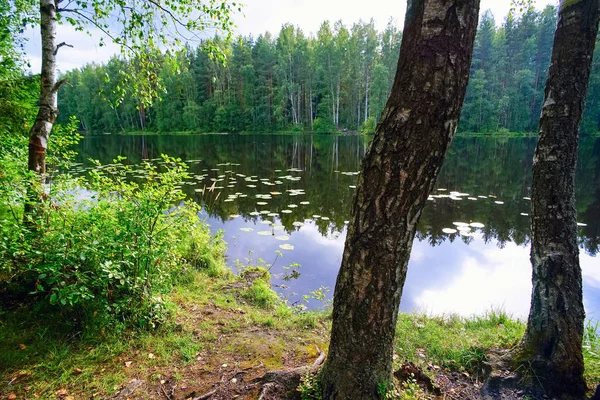 Озеро с водными лилиями. Летний пейзаж . — стоковое фото