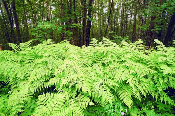 Thickets of fern leaves. Forest landscape. — Stock Photo, Image