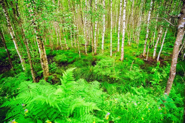버 치 그로브입니다. 숲 풍경. — 스톡 사진