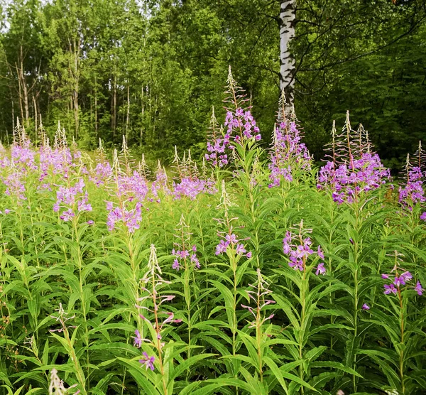 Fiori di campo rosa. Paesaggio estivo . — Foto Stock