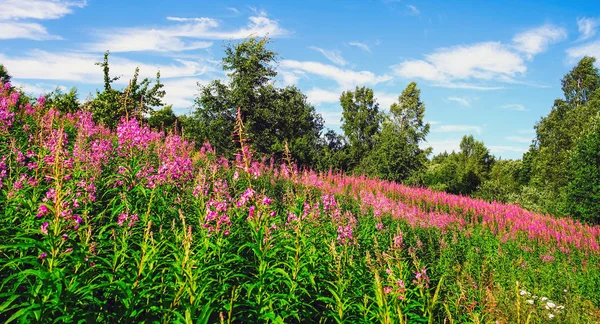 Fiori di campo rosa. Paesaggio estivo . — Foto Stock