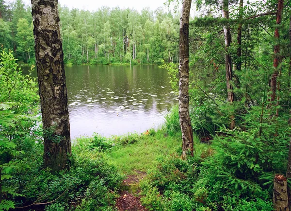 Det regnar på sjön med näckrosor. — Stockfoto