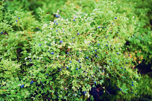 Arándanos de Bush sobre un fondo verde en el bosque  . — Foto de Stock