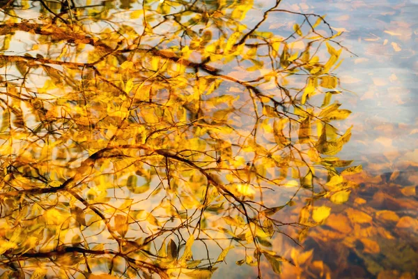 Wasseroberfläche mit Reflexion von Herbstzweigen mit Blättern. Hintergrund. — Stockfoto