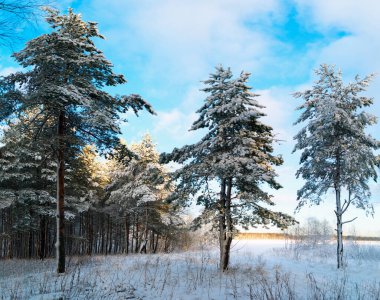 Ormanda karla kaplı ağaçlarla kaplı kış manzarası. Panorama.
