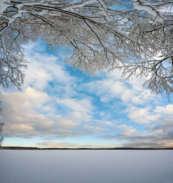 Winterlandschap met besneeuwde bomen en blauwe lucht en wolken aan de oever van een bevroren meer. Panorama. — Stockfoto