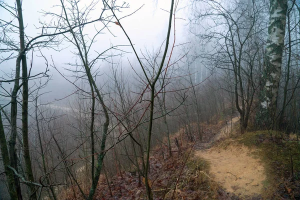 森の中の神秘的な霧12月の風景 . — ストック写真