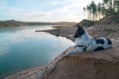 Köpek bir kum ocağının kıyısında kumlu bir yamaçta yatıyor..