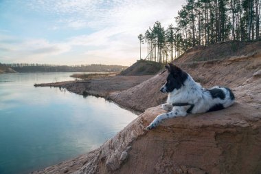 Köpek bir kum ocağının kıyısında kumlu bir yamaçta yatıyor..