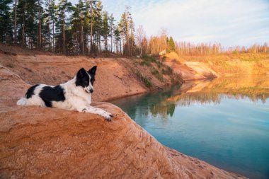Köpek bir kum ocağının kıyısında kumlu bir yamaçta yatıyor..