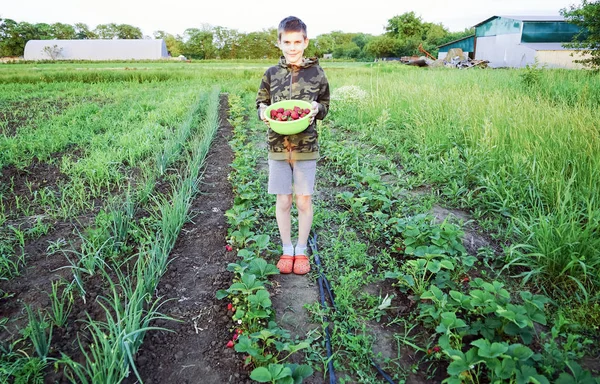 Το αγόρι κρατάει ένα μπολ με φράουλες που μαζεύονται στον κήπο. . — Φωτογραφία Αρχείου