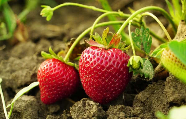 Morangos caseiros brilhantes e suculentos no jardim  . — Fotografia de Stock