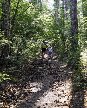 Baba ve kızı kozalaklarla birlikte çam ormanına gider. .