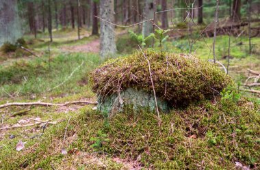 Ormanda yosunla kaplanmış bir kütük.