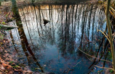 Çıplak ağaçların sularındaki berrak yansıma ve ilkbaharda bir orman gölündeki mavi gökyüzü. Panorama .