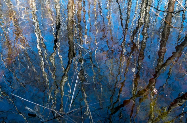 Чистое Отражение Воде Деревьев Лесу Озера — стоковое фото