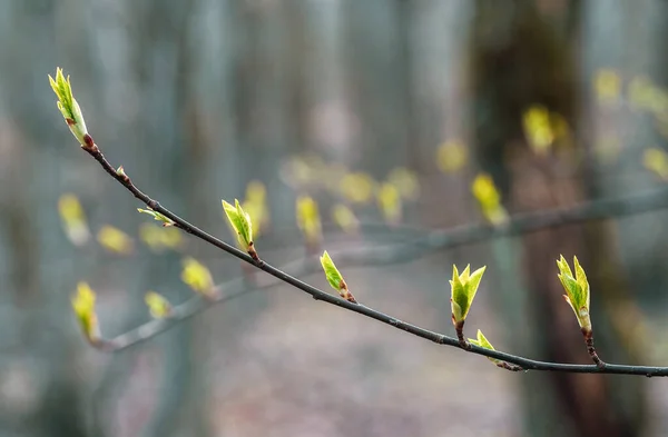 春の最初の緑の葉 — ストック写真