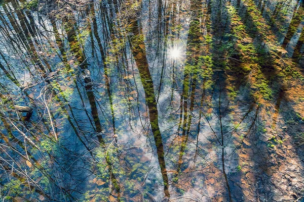 Чітке Відображення Воді Голими Деревами Блакитним Небом Навесні Лісовому Озері — стокове фото
