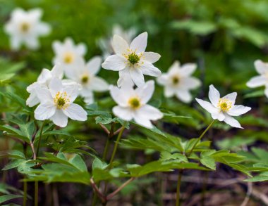 Ormandaki ilk deniz şakayığı çiçekleri.