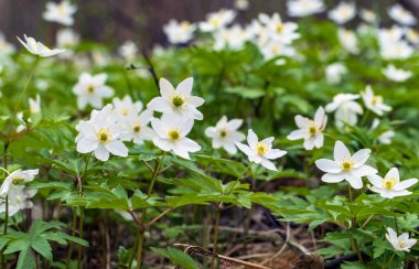 Ormandaki ilk deniz şakayığı çiçekleri.