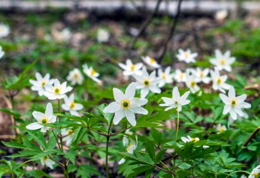 Ormandaki ilk deniz şakayığı çiçekleri.